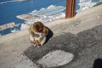 PICTURES/Gibraltar - The Rock & Monkeys/t_DSC00993.JPG